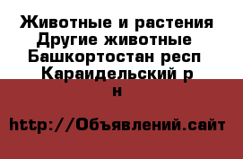 Животные и растения Другие животные. Башкортостан респ.,Караидельский р-н